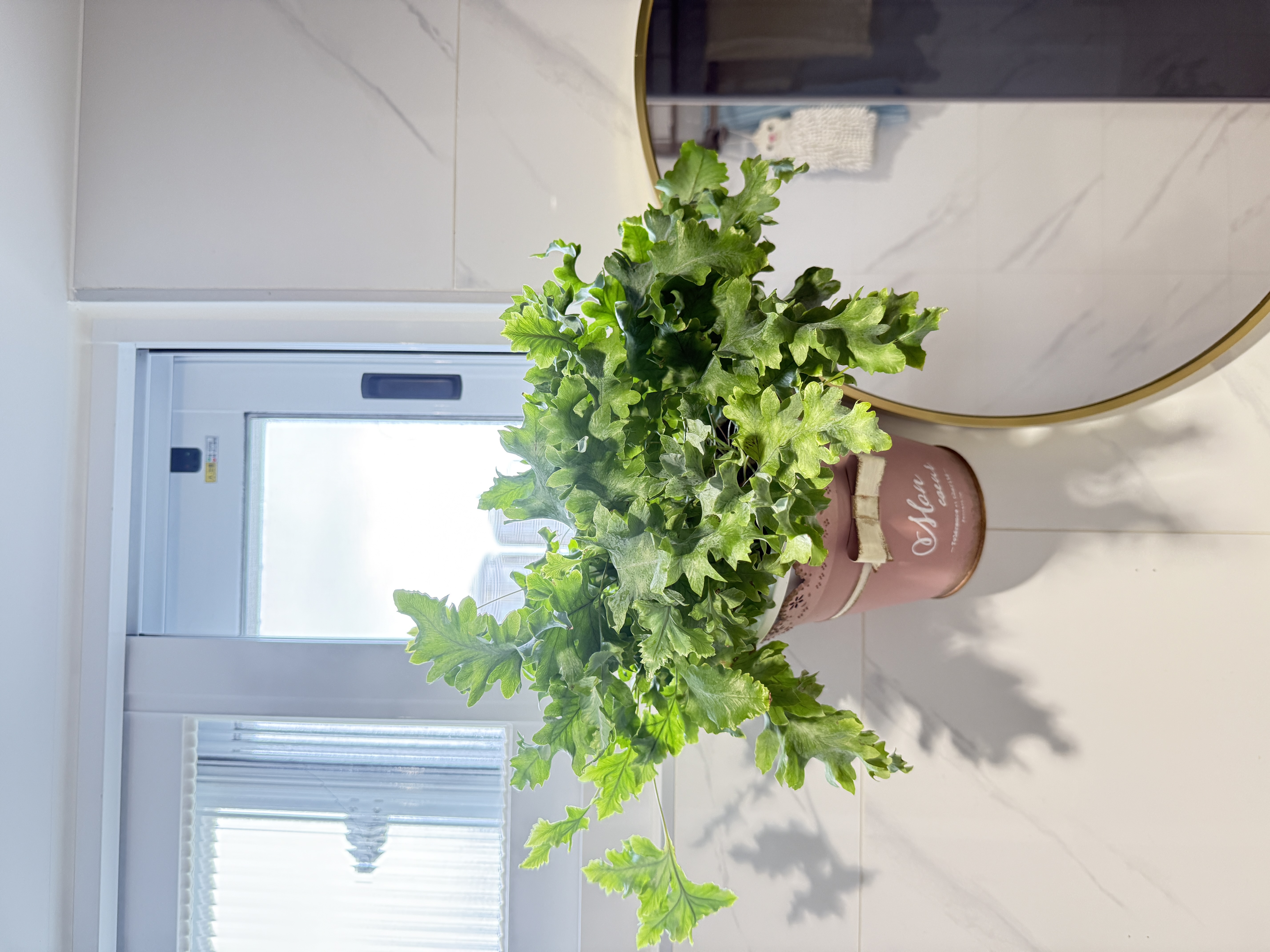 我家浴室的真實植物 — 蕨類放在窗邊金框鏡旁
